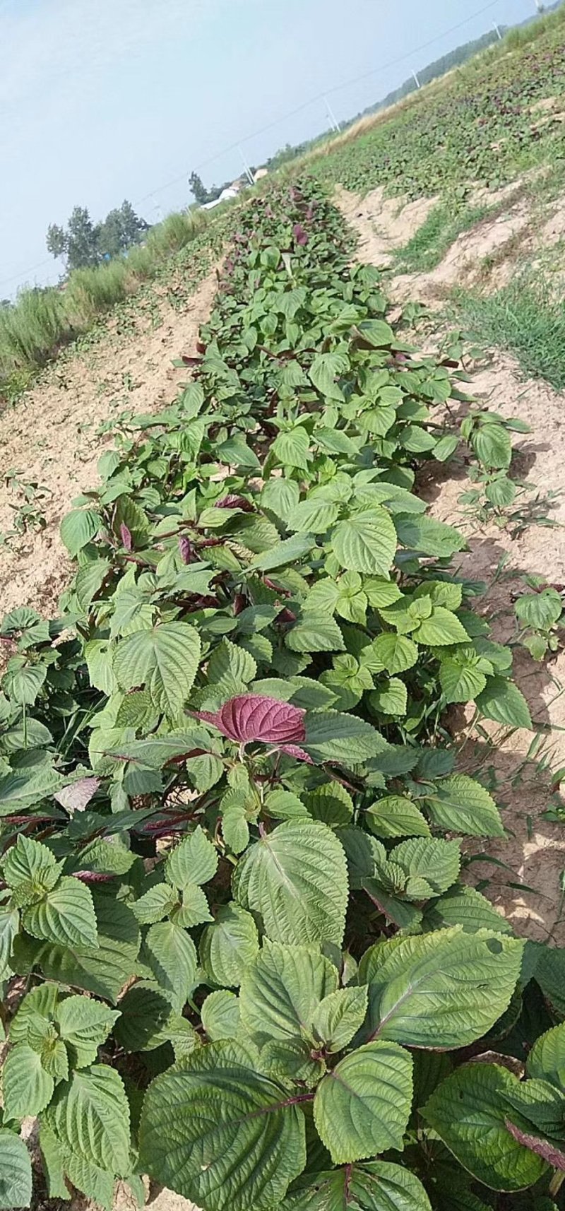 特菜，蔬菜，中药材，紫苏，新鲜，一件代发