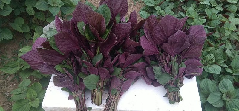 特菜，蔬菜，中药材，紫苏，新鲜，一件代发
