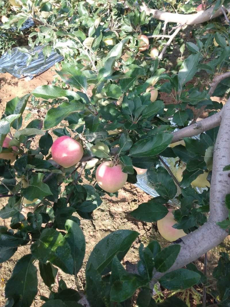 陕西礼泉优质早熟苹果，纸代嘎啦苹果大量上市，