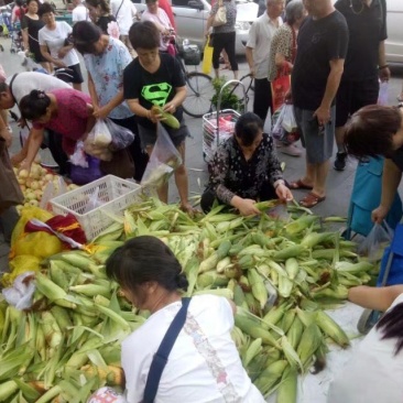 鲜嫩玉米棒子（老品种）