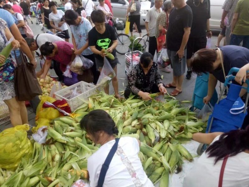 鲜嫩玉米棒子（老品种）