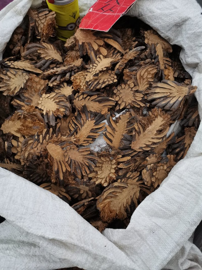 贯众中药材贯众大货批发一手货源