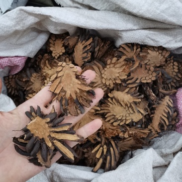 贯众中药材贯众大货批发一手货源