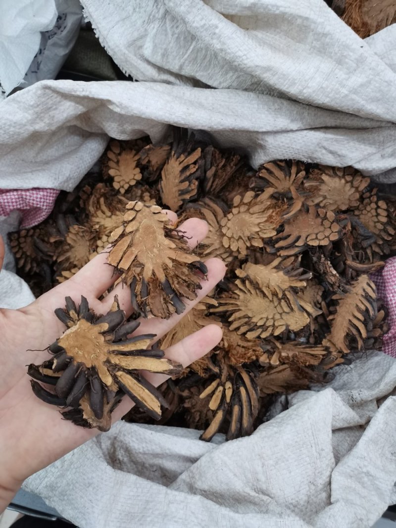 贯众中药材贯众大货批发一手货源