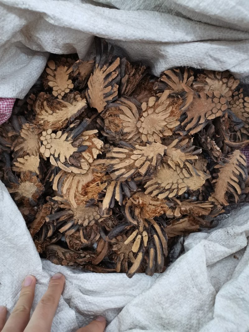 贯众中药材贯众大货批发一手货源
