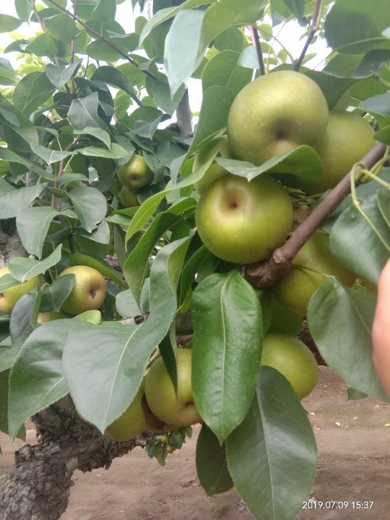 青皮翠玉梨，