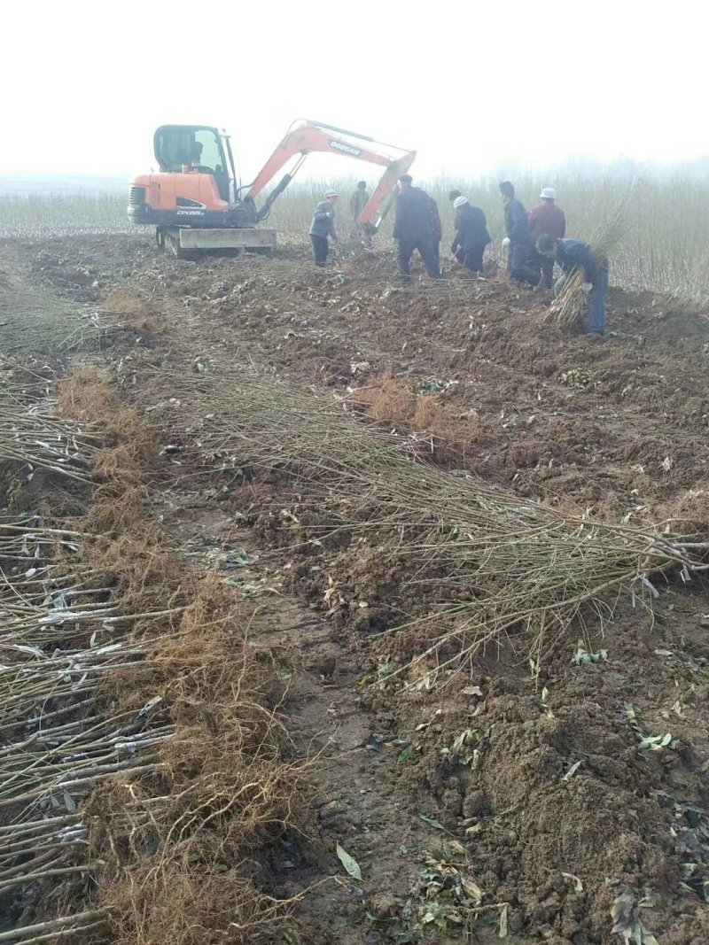 血桃苗桃树苗新品种提供技术指导-丰产王，基地直销