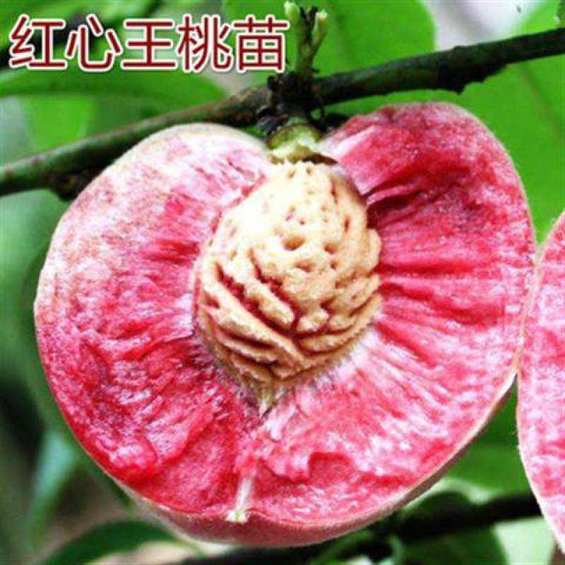 血桃苗桃树苗新品种提供技术指导-丰产王，基地直销