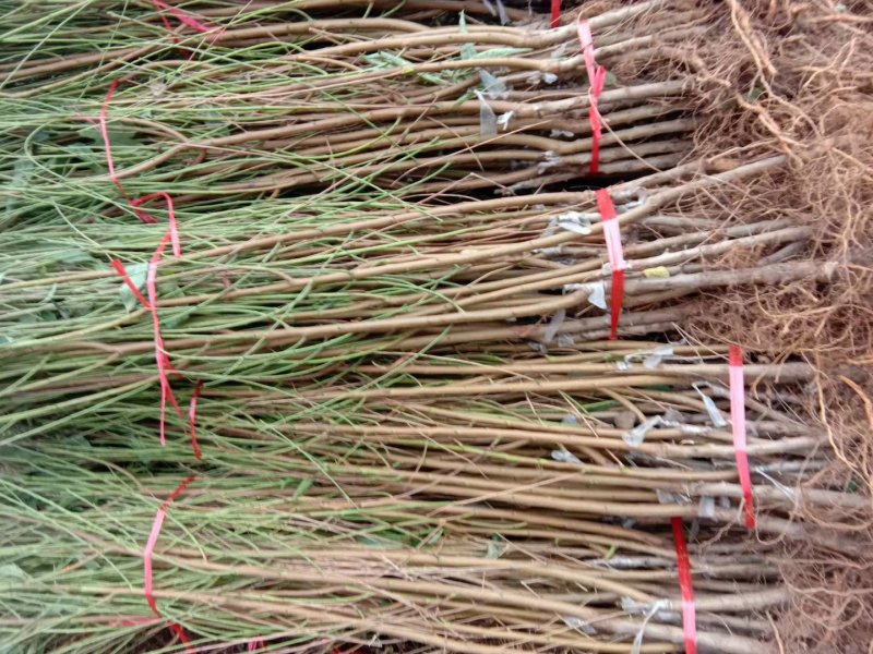 血桃苗桃树苗新品种提供技术指导-丰产王，基地直销