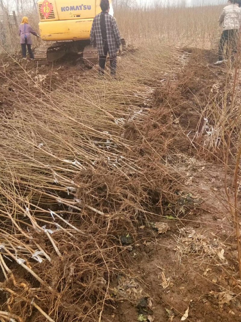 血桃苗桃树苗新品种提供技术指导-丰产王，基地直销