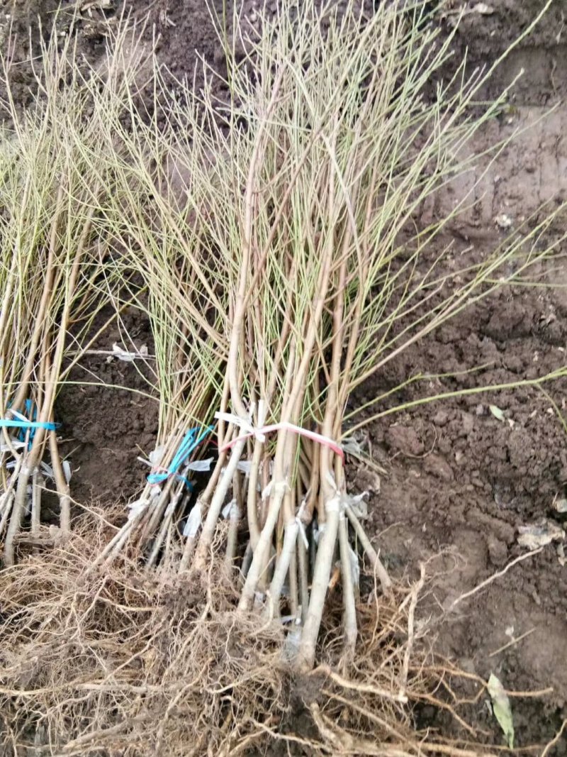 血桃苗桃树苗新品种提供技术指导-丰产王，基地直销