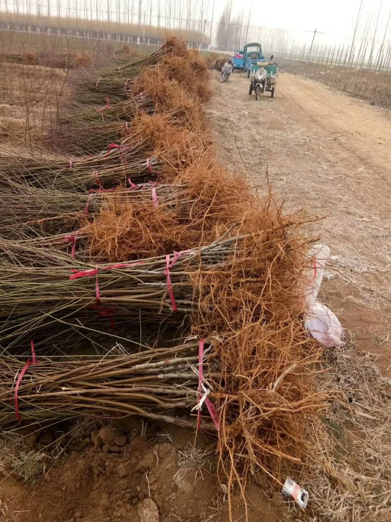 血桃苗桃树苗新品种提供技术指导-丰产王，基地直销