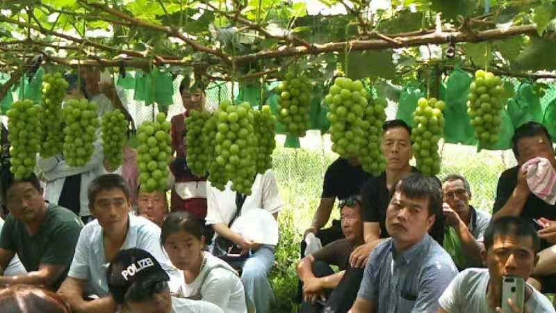 阳光玫瑰-号称情王-精品高端