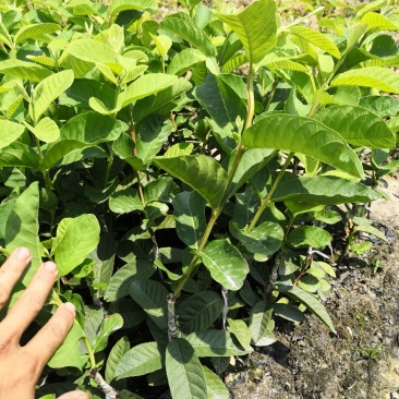 珍珠番石榴苗，珍珠白肉芭乐苗