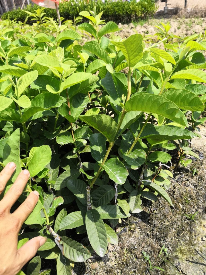 珍珠番石榴苗，珍珠白肉芭乐苗