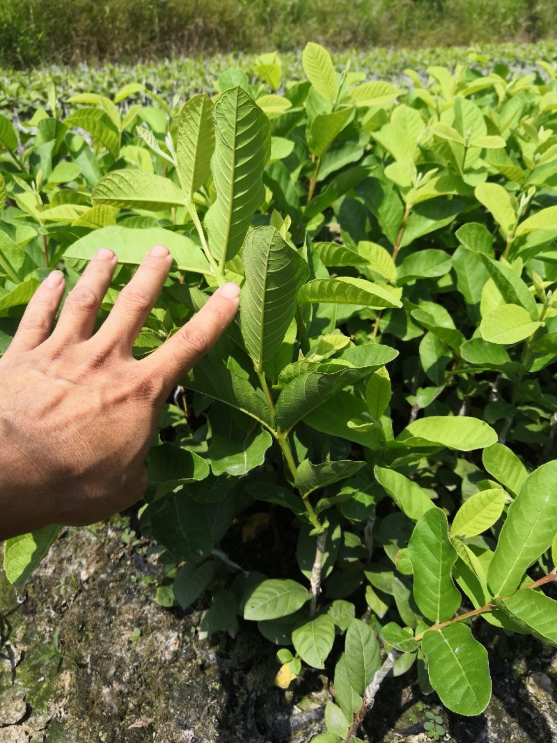 珍珠番石榴苗，珍珠白肉芭乐苗