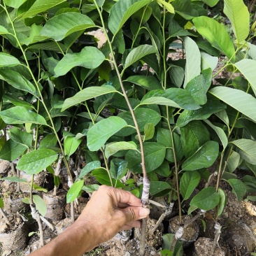 凤梨释迦苗，佛头果苗，番荔枝苗