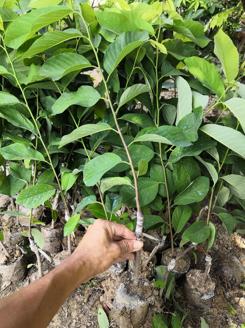凤梨释迦苗，佛头果苗，番荔枝苗