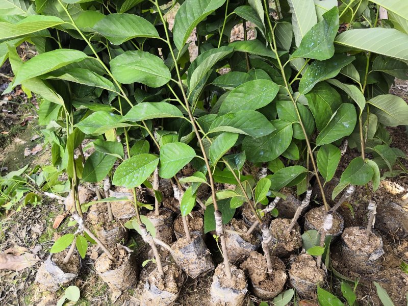 凤梨释迦苗，佛头果苗，番荔枝苗