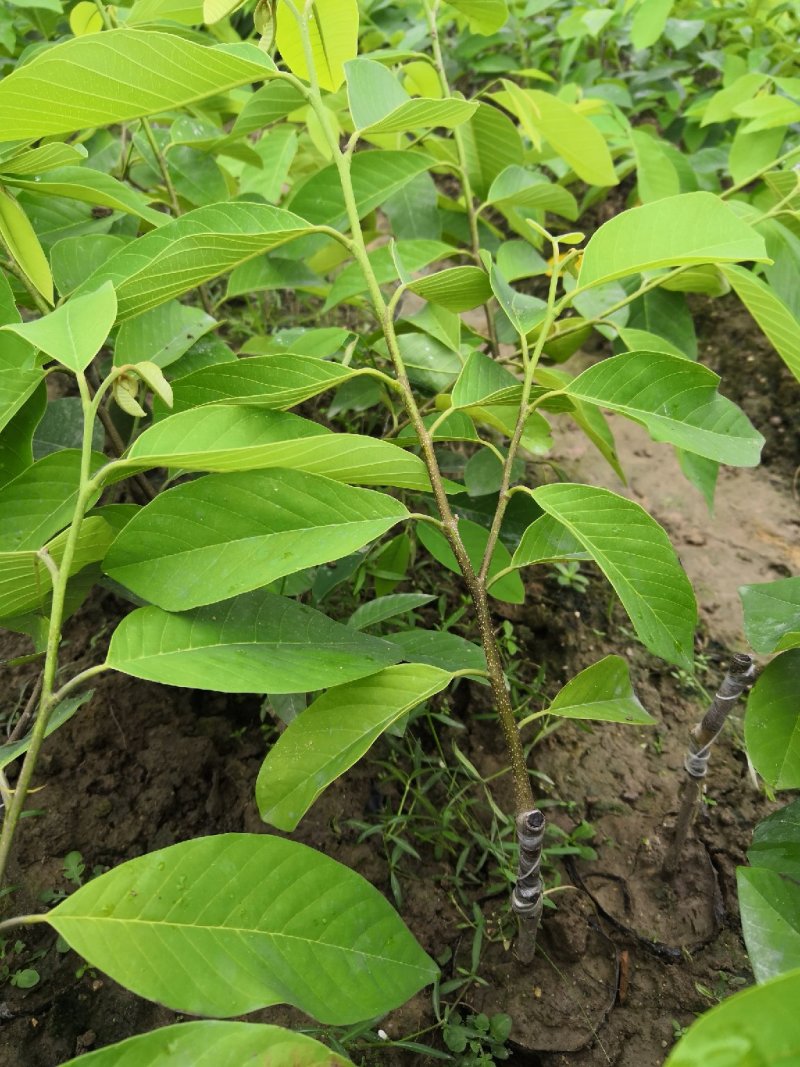 凤梨释迦苗，佛头果苗，番荔枝苗