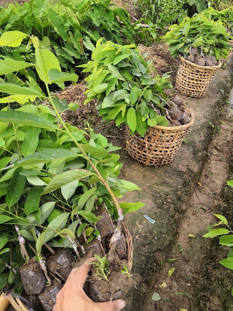 凤梨释迦苗，佛头果苗，番荔枝苗