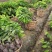 凤梨释迦苗，佛头果苗，番荔枝苗