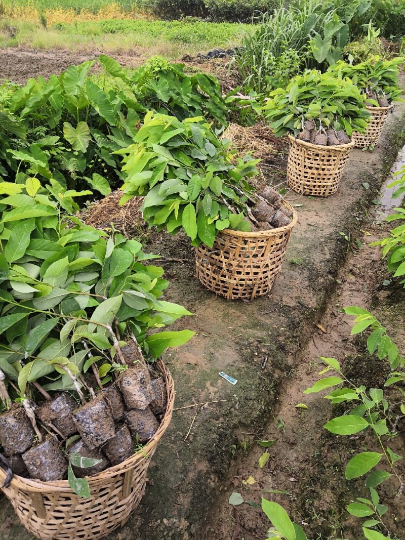 凤梨释迦苗，佛头果苗，番荔枝苗