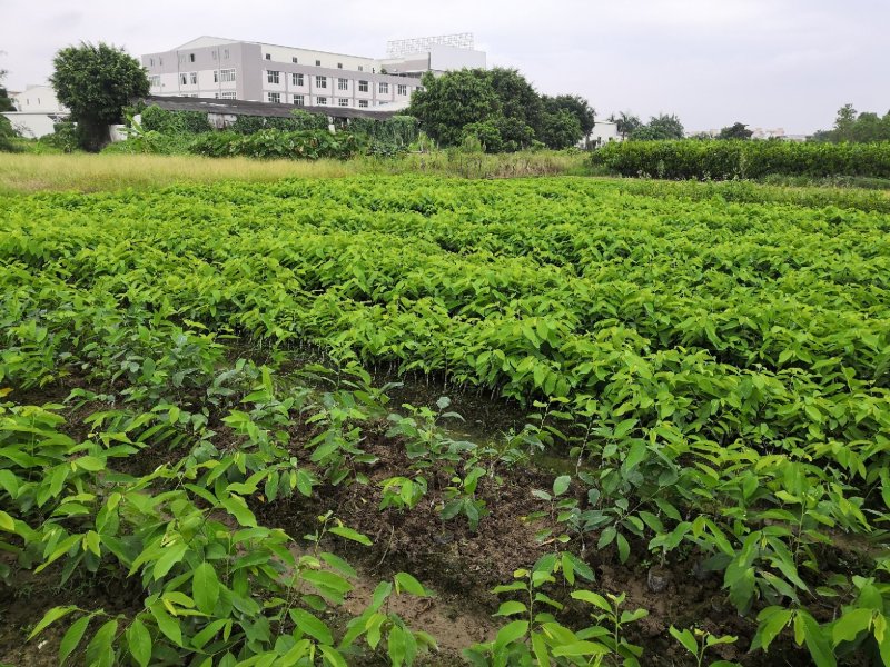 凤梨释迦苗，佛头果苗，番荔枝苗