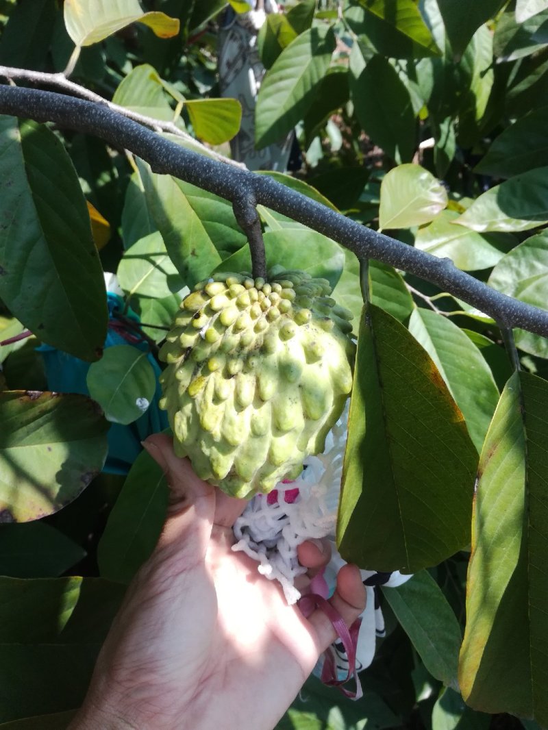 凤梨释迦苗，佛头果苗，番荔枝苗