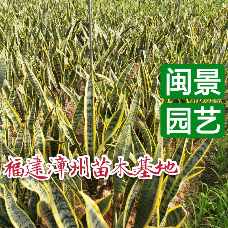 虎皮兰虎尾兰高60到70厘米福建漳州苗木基地批发