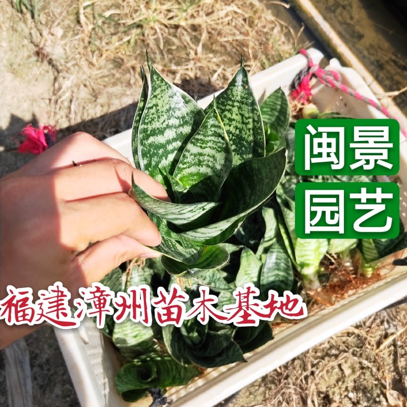 虎皮兰虎尾兰高10到20厘米福建漳州苗木基地批发