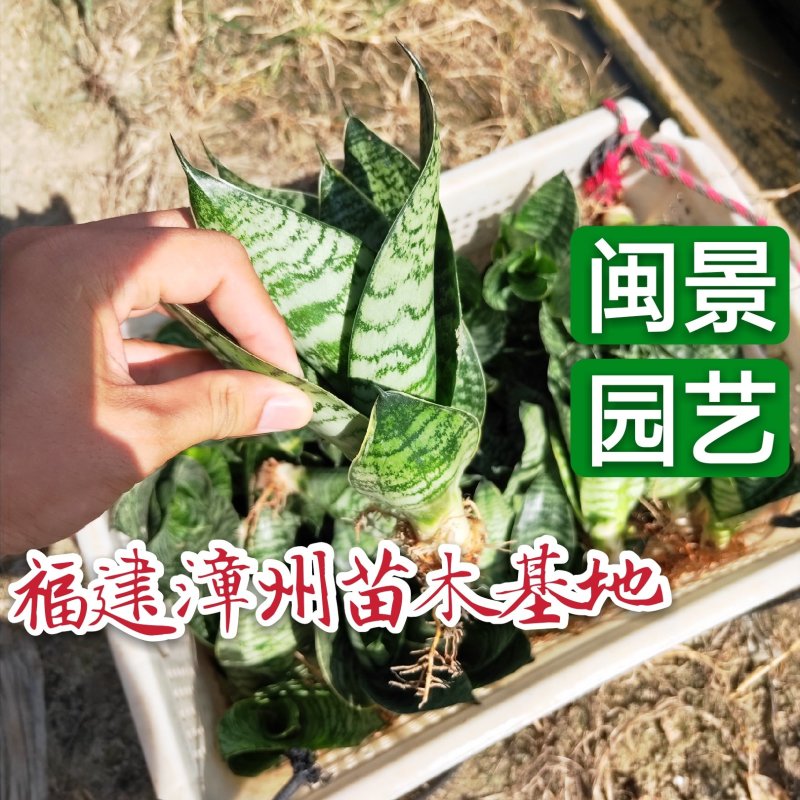 虎皮兰虎尾兰高10到20厘米福建漳州苗木基地批发
