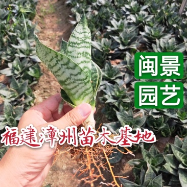 虎皮兰虎尾兰高10到20厘米福建漳州苗木基地批发