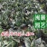 虎皮兰虎尾兰高10到20厘米福建漳州苗木基地批发
