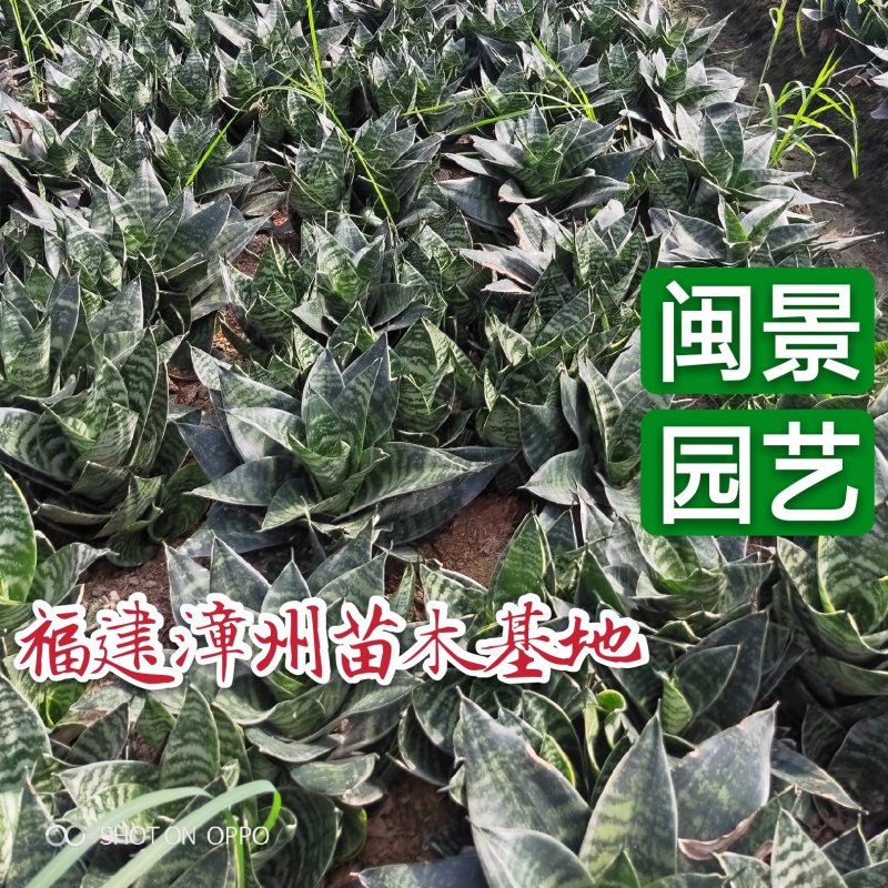 虎皮兰虎尾兰高10到20厘米福建漳州苗木基地批发