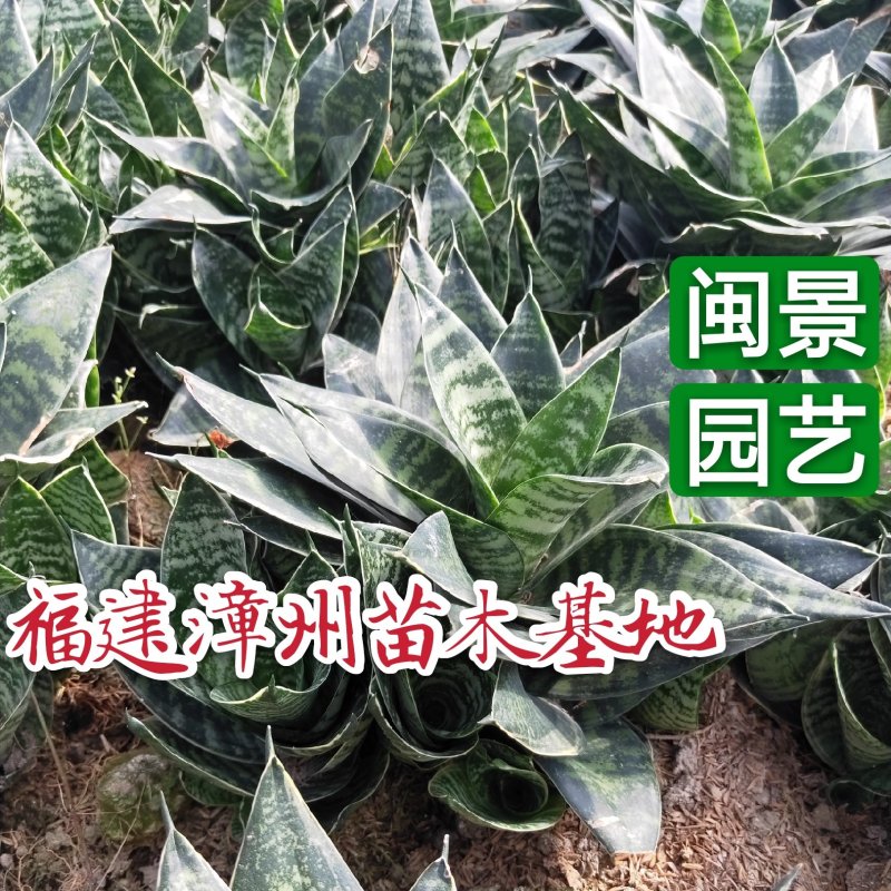 虎皮兰虎尾兰高10到20厘米福建漳州苗木基地批发