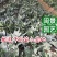 虎皮兰虎尾兰高10到20厘米福建漳州苗木基地批发