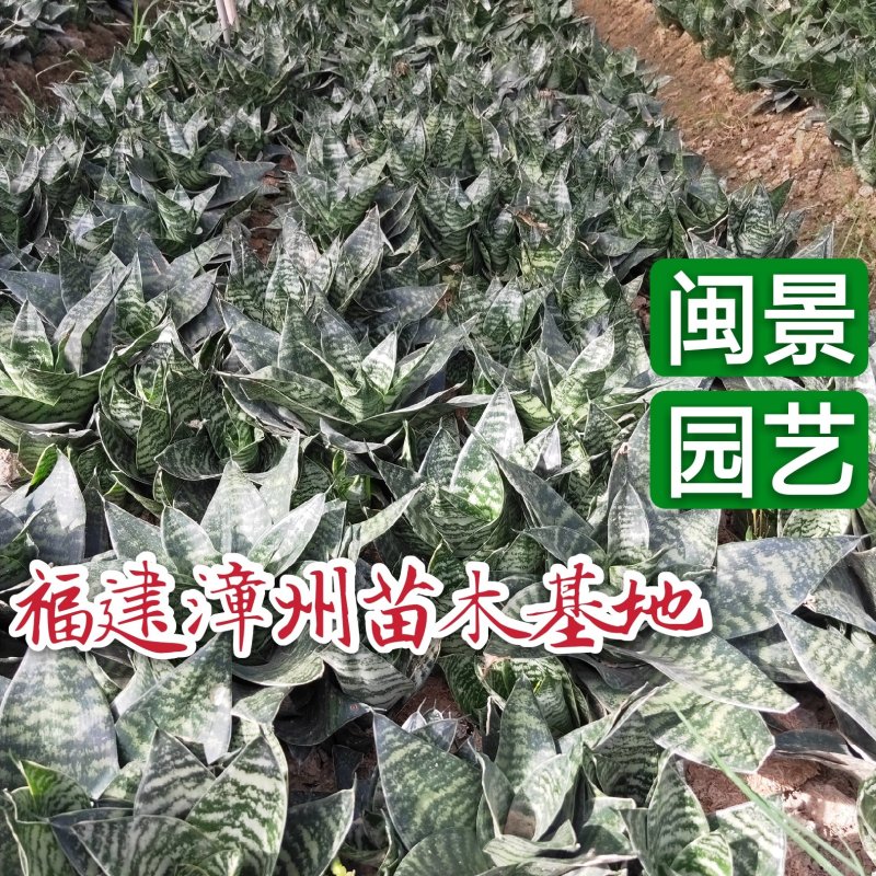 虎皮兰虎尾兰高10到20厘米福建漳州苗木基地批发