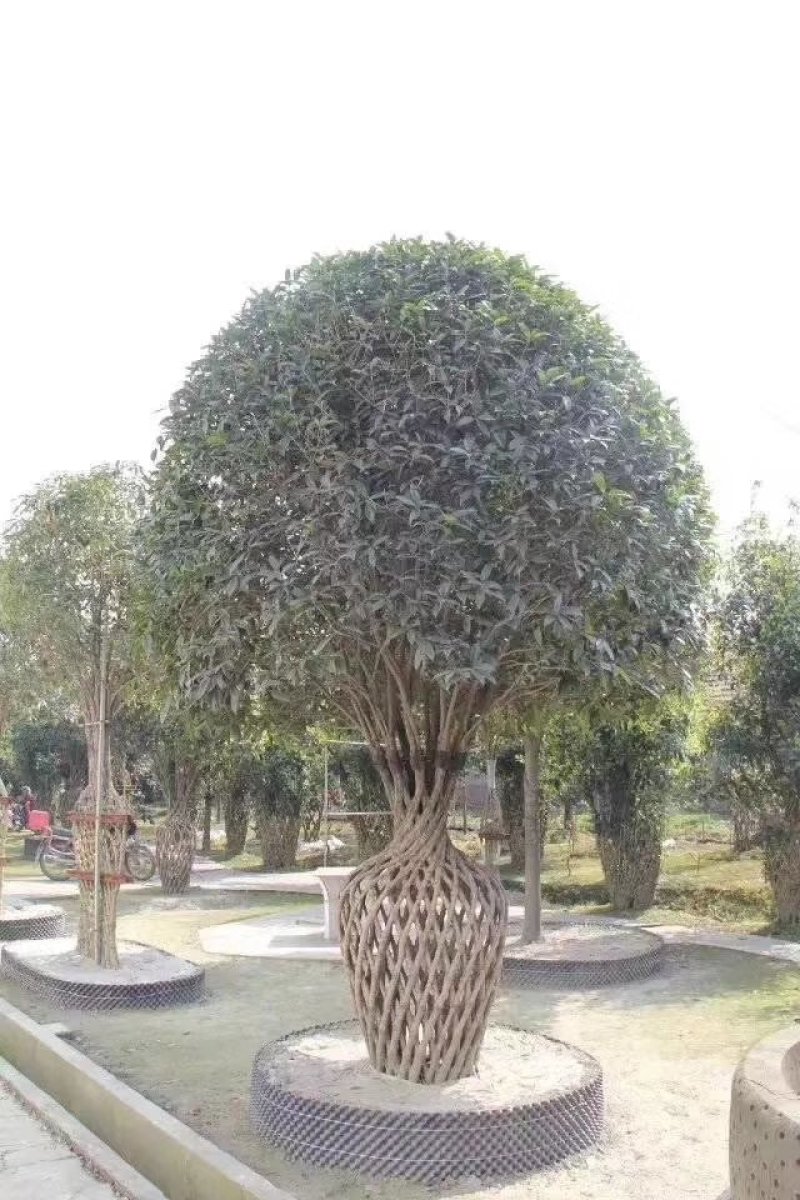 紫薇花瓶花瓶骨架