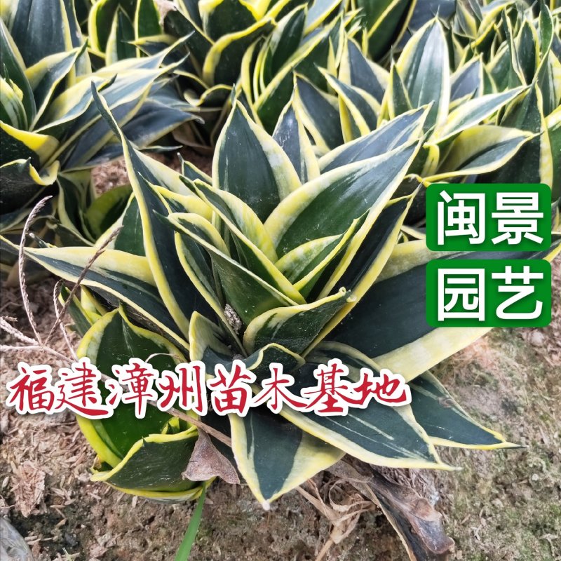 虎皮兰荷花兰虎尾兰高10到20厘米福建漳州苗木基地