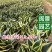 虎皮兰荷花兰虎尾兰高10到20厘米福建漳州苗木基地