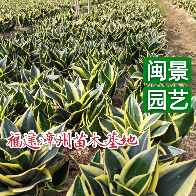 虎皮兰荷花兰虎尾兰高10到20厘米福建漳州苗木基地