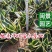虎皮兰荷花兰虎尾兰高10到20厘米福建漳州苗木基地