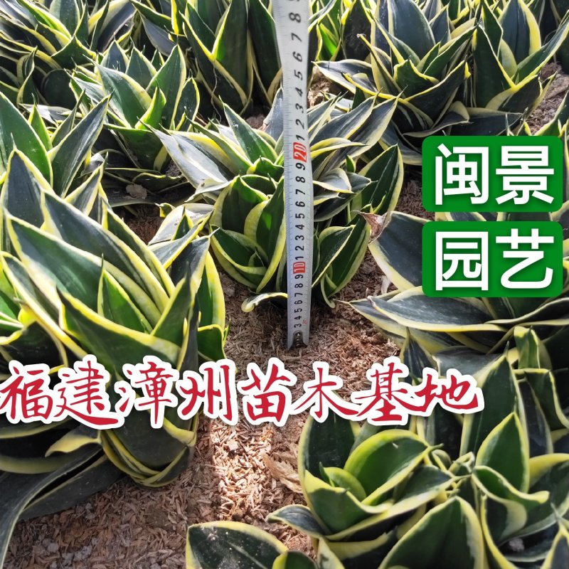 虎皮兰荷花兰虎尾兰高10到20厘米福建漳州苗木基地