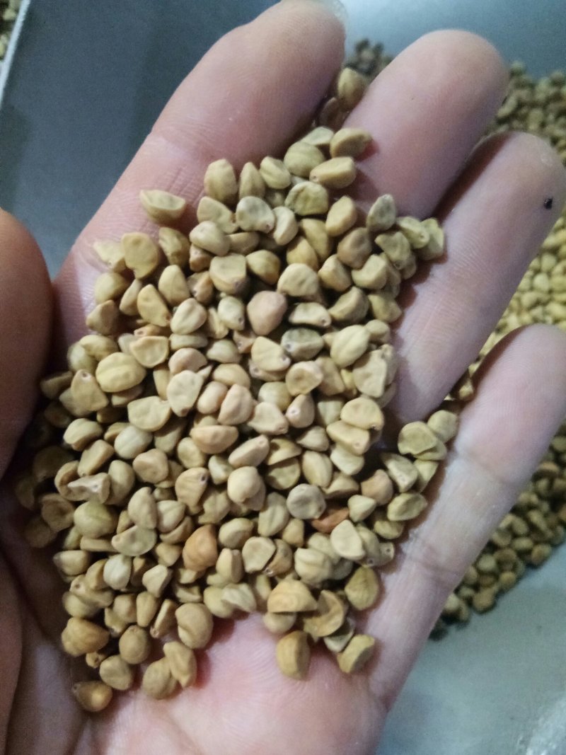 牵牛子黑丑白丑两种药用颗粒饱满无杂质一公斤起
