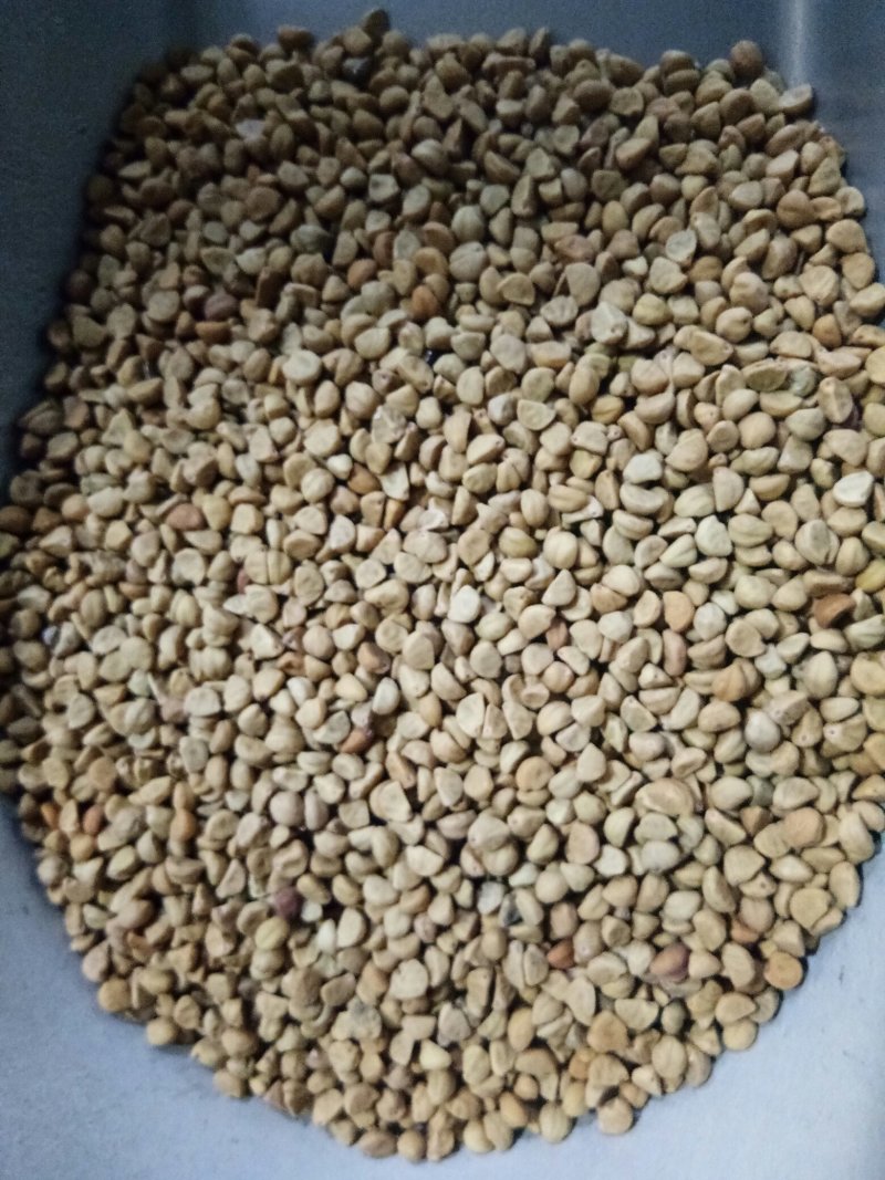 牵牛子黑丑白丑两种药用颗粒饱满无杂质一公斤起