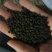 牵牛子黑丑白丑两种药用颗粒饱满无杂质一公斤起