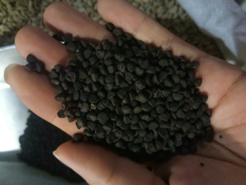 牵牛子黑丑白丑两种药用颗粒饱满无杂质一公斤起