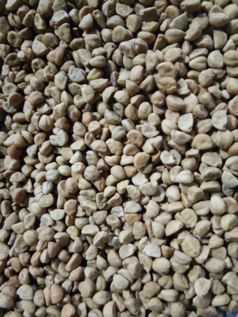 牵牛子黑丑白丑两种药用颗粒饱满无杂质一公斤起