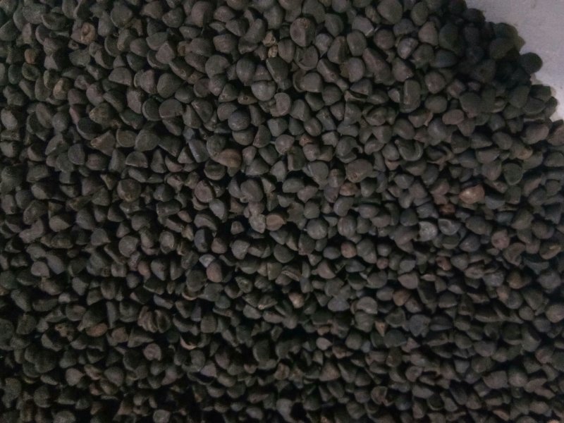 牵牛子黑丑白丑两种药用颗粒饱满无杂质一公斤起